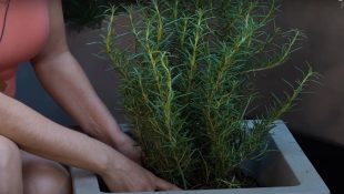 6 plantas que têm ação repelente e vão manter sua casa protegida dos ratos
