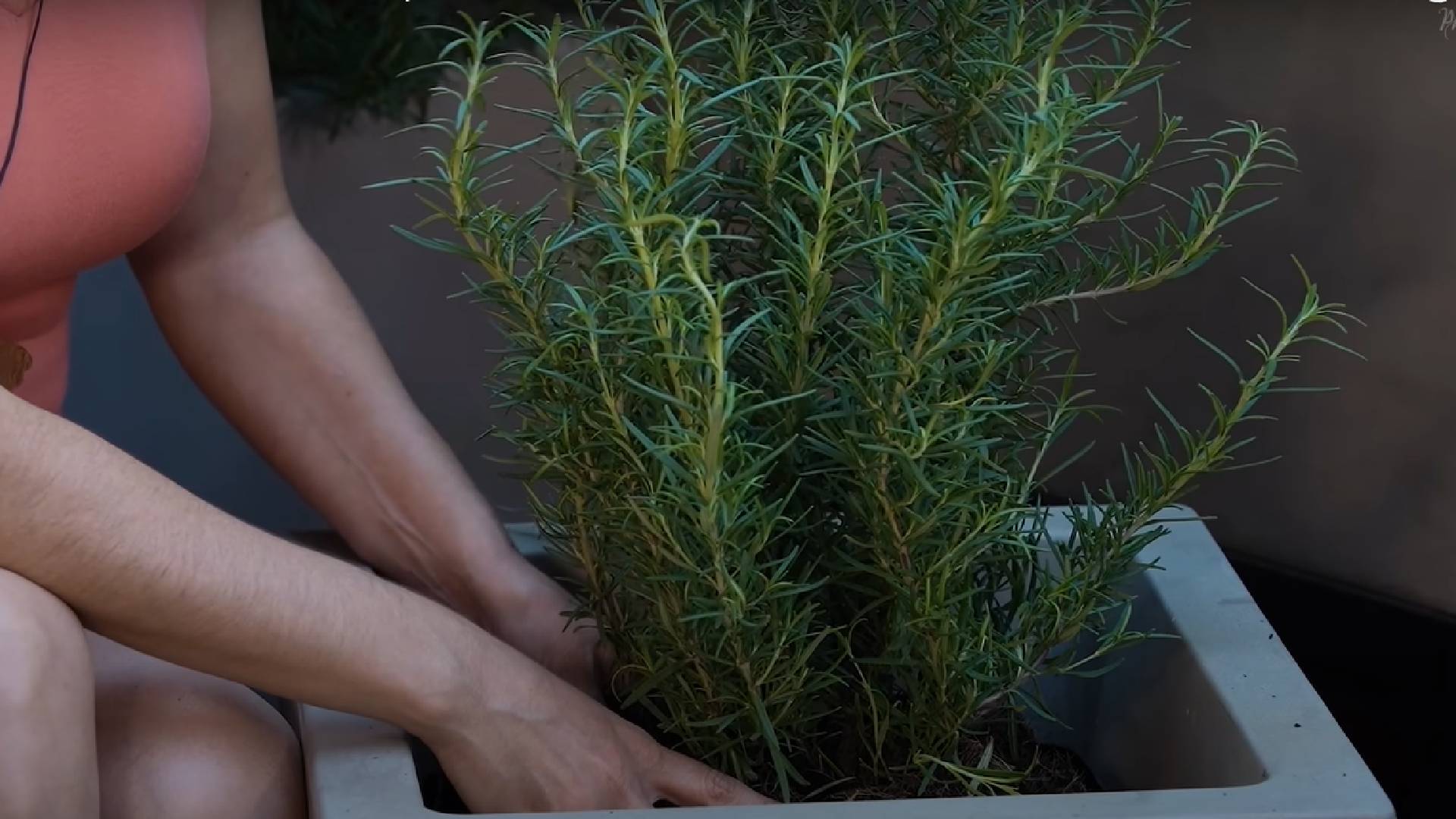 6 plantas que têm ação repelente e vão manter sua casa protegida dos ratos