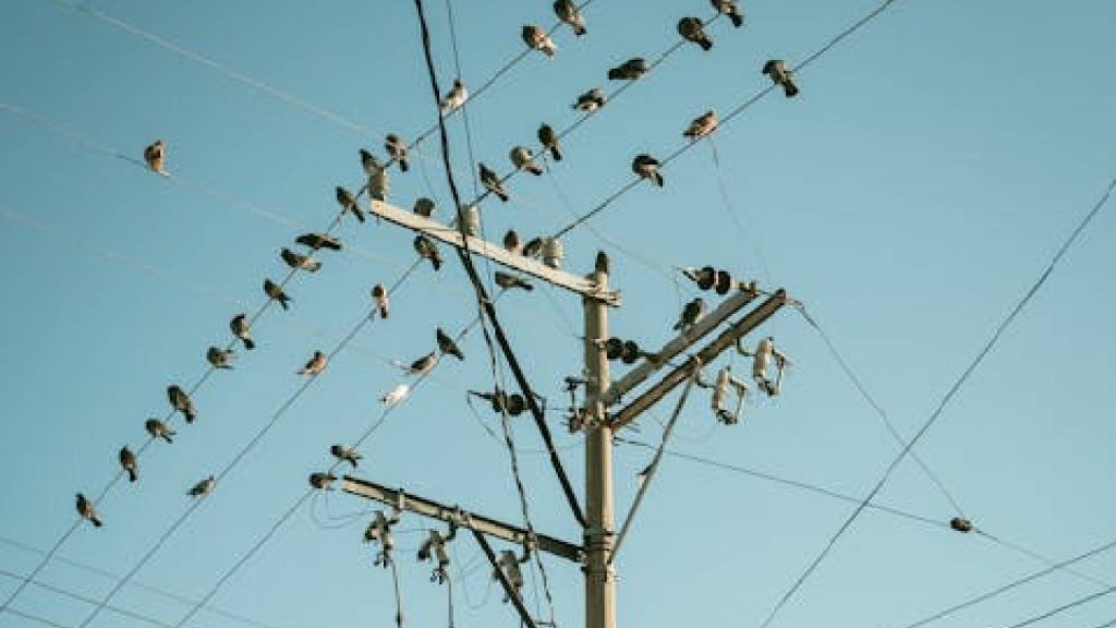 Melhores estratégias para manter os pombos longe de casa