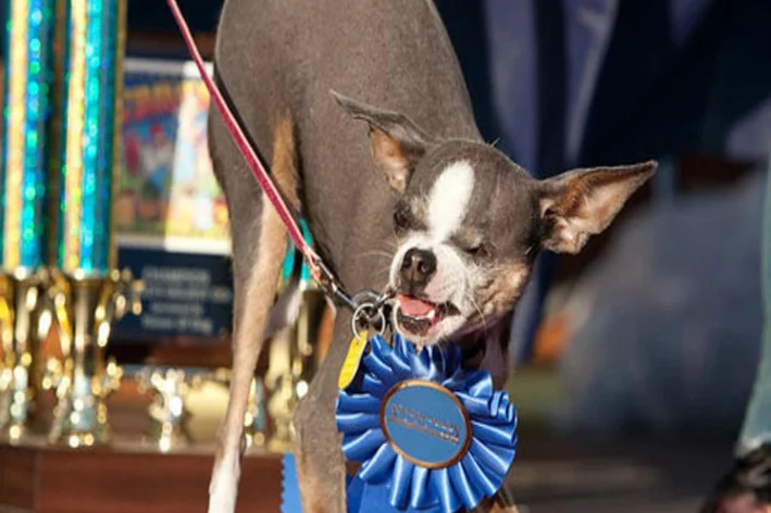 6 cachorros mais feios do mundo (o último é o mais engraçado)