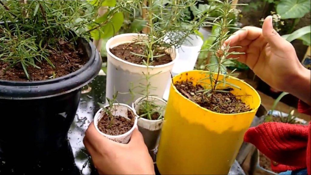 Por isso que muitas pessoas estão colocando uma rama de alecrim na máquina de lavar