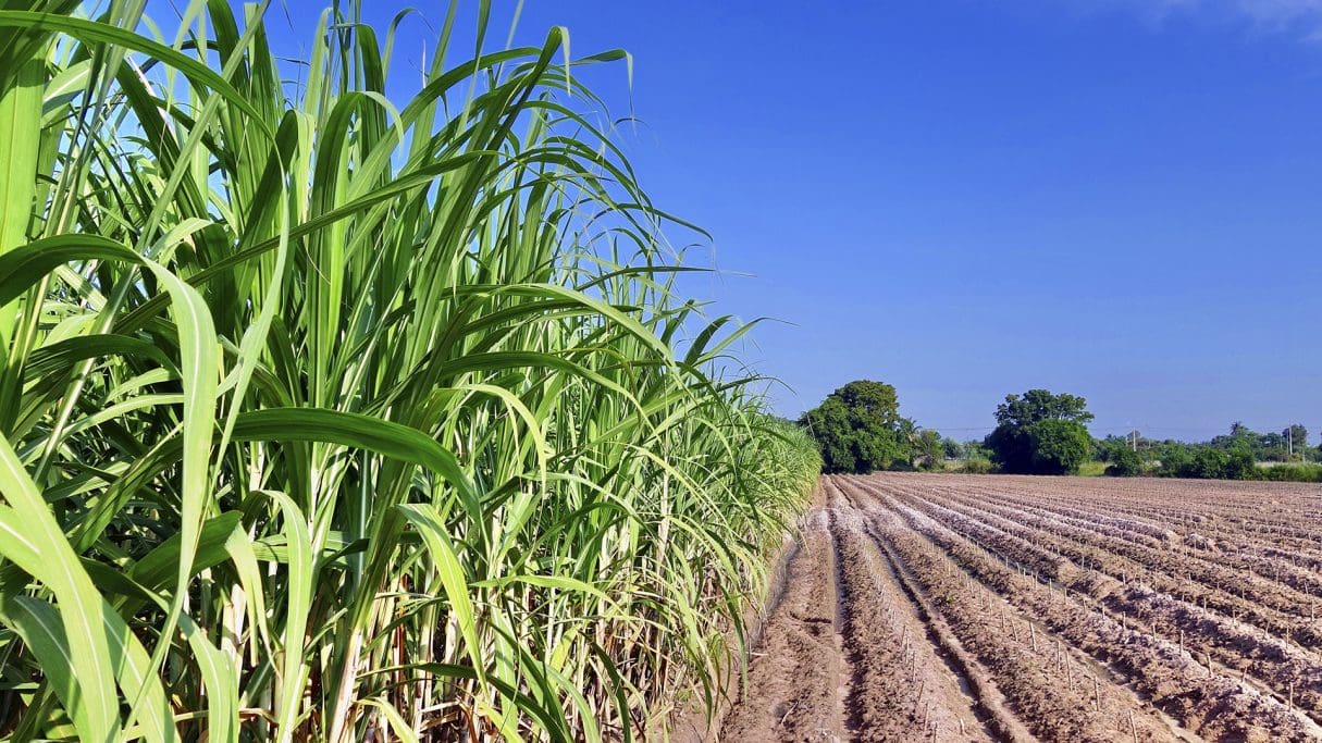 Cidades de Goiás que mais vão sofrer por causa de tarifaço dos EUA