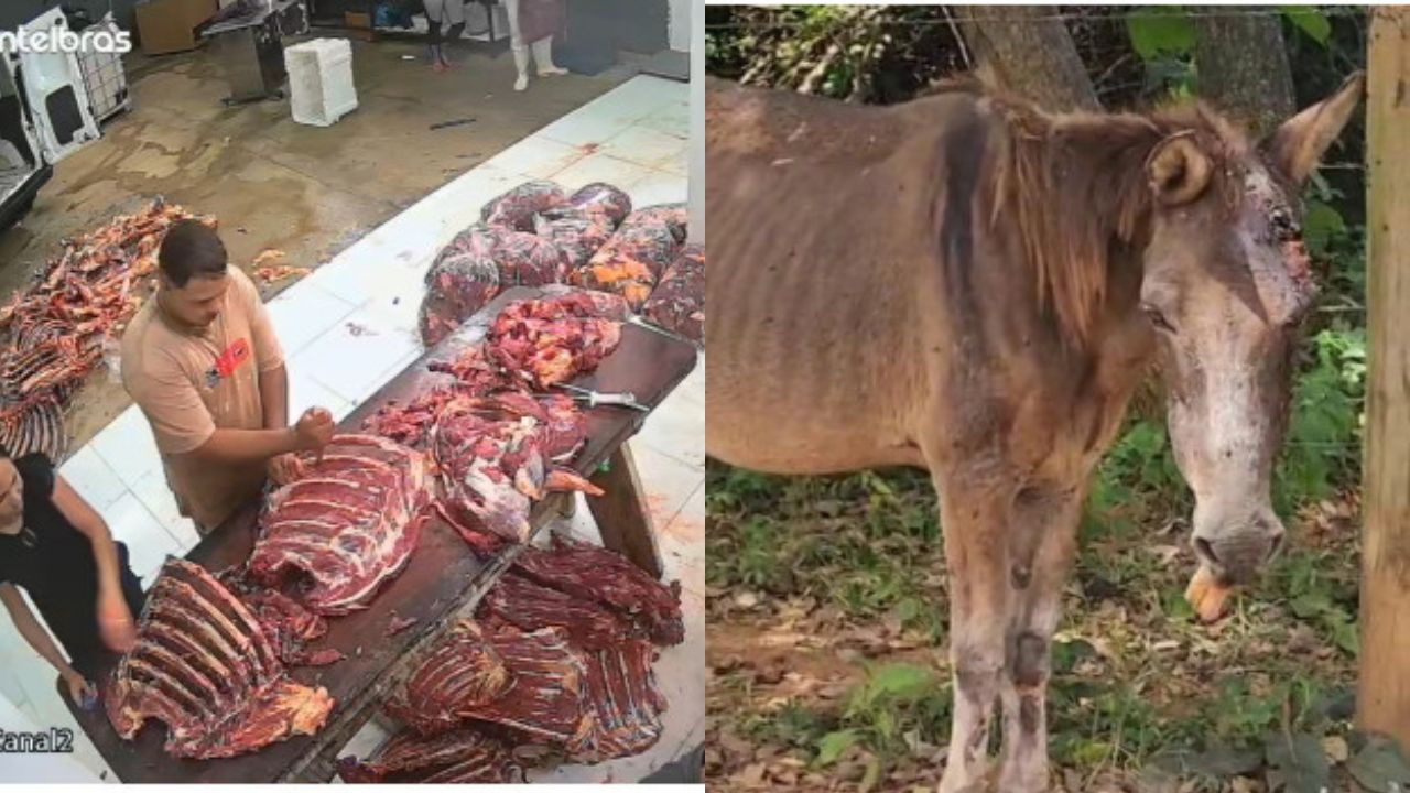 Entregador de carne de cavalo é preso em Anápolis