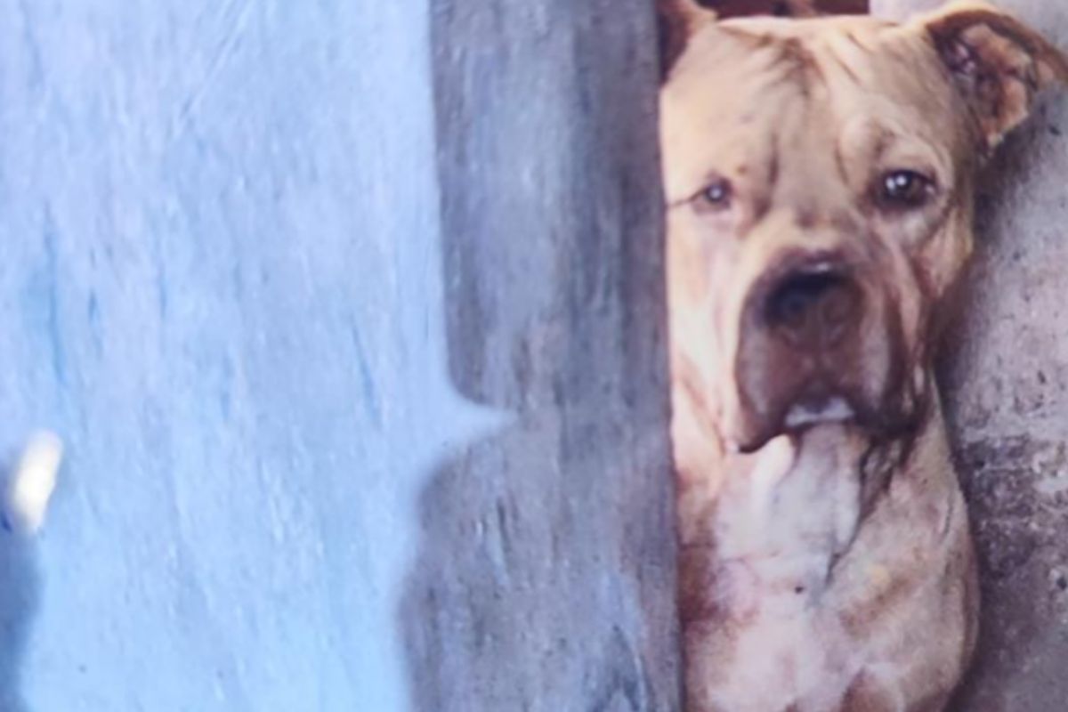 Criança de 4 anos que foi morta por pit bull estava sozinha com irmãos pequenos e tentou acariciar animal