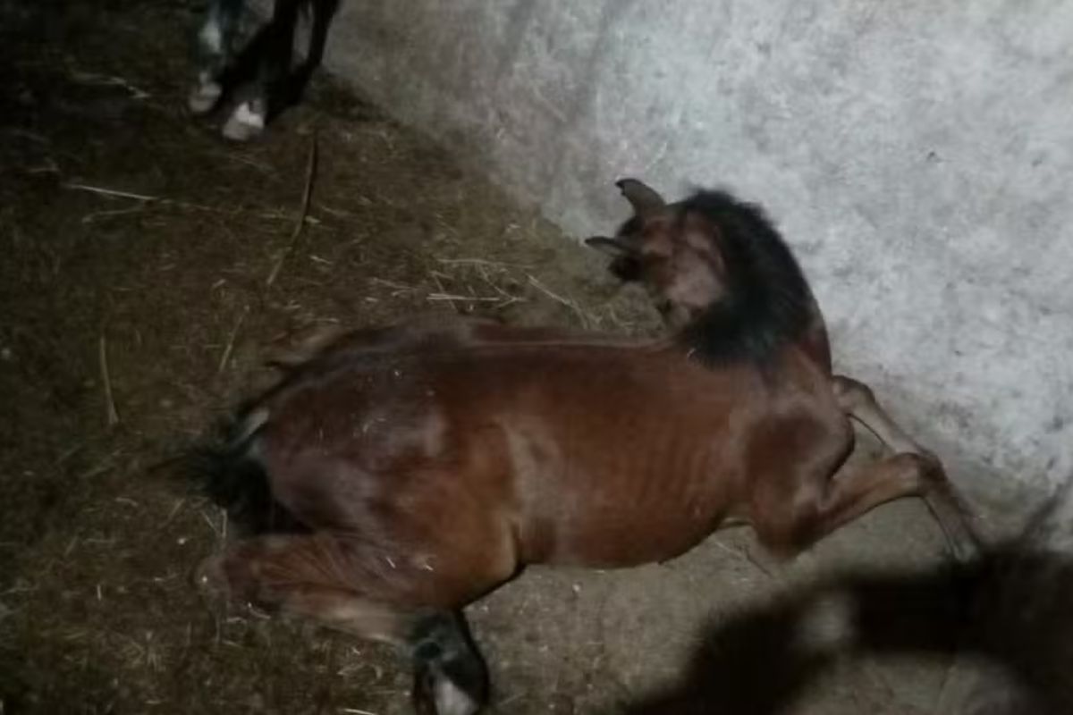 Cavalos morrem após consumo de ração produzida em Goiás; um deles valia R$ 12 milhões