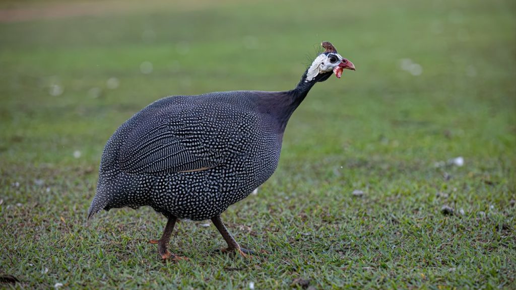 Galinha d’angola. (Foto: Canva)