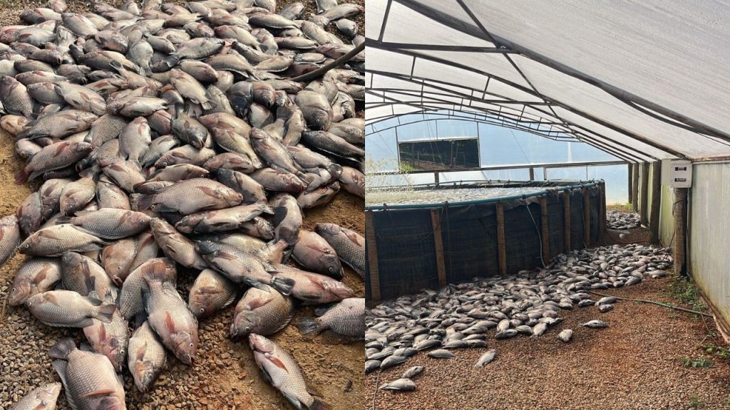 Peixes morreram após queda. (Foto: Arquivo Pessoal)