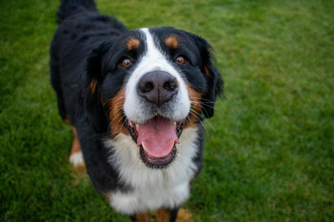 As 6 raças de cachorro mais bonitas do mundo