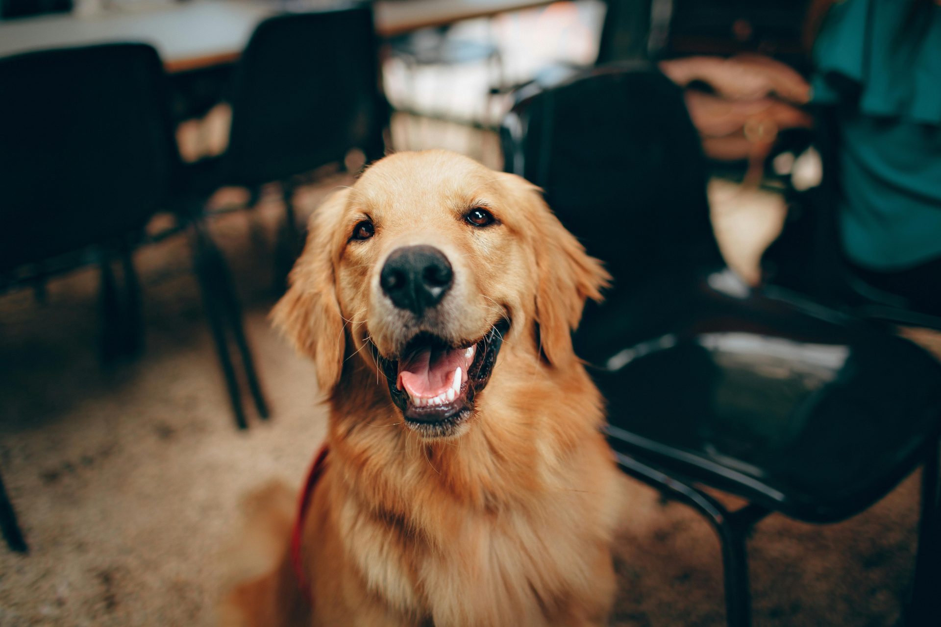 As 6 raças de cachorro mais bonitas do mundo