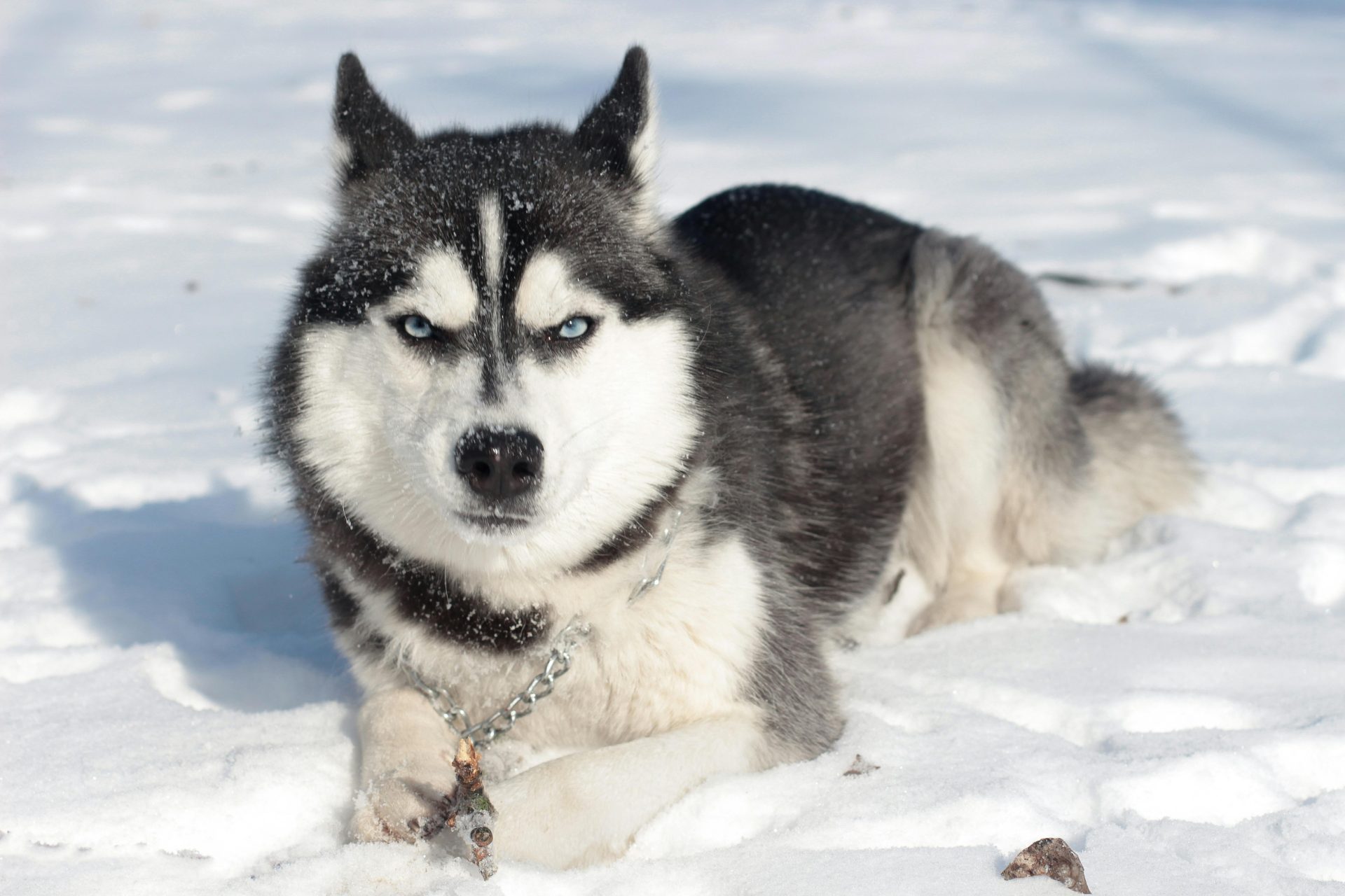 As 6 raças de cachorro mais bonitas do mundo
