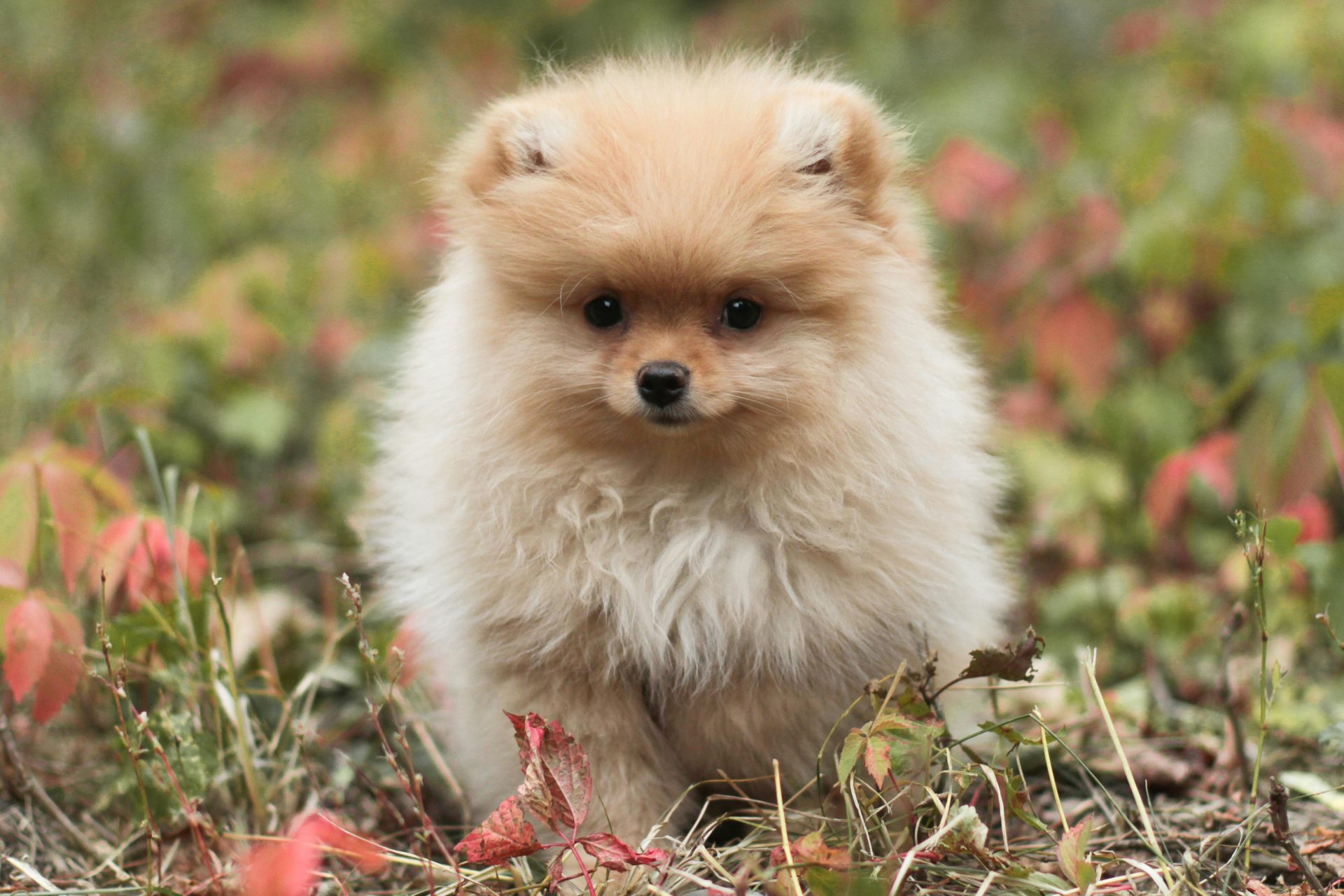 As 6 raças de cachorro mais bonitas do mundo