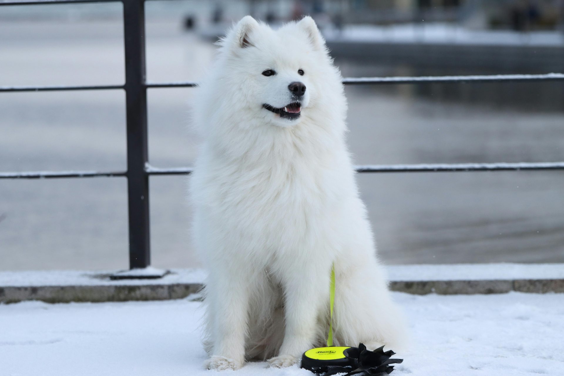 As 6 raças de cachorro mais bonitas do mundo