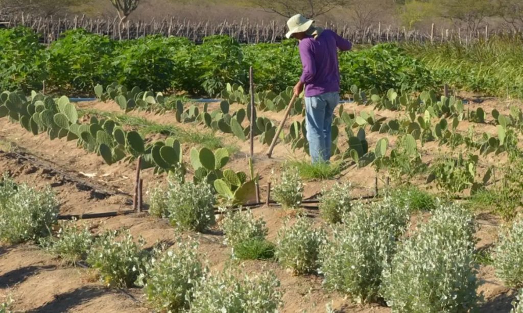 Homem trabalhando em plantação no campo. (Foto: Arquivo/Agência Brasil)