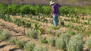 Homem trabalhando em plantação no campo. (Foto: Arquivo/Agência Brasil)