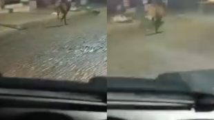 lobo-guará