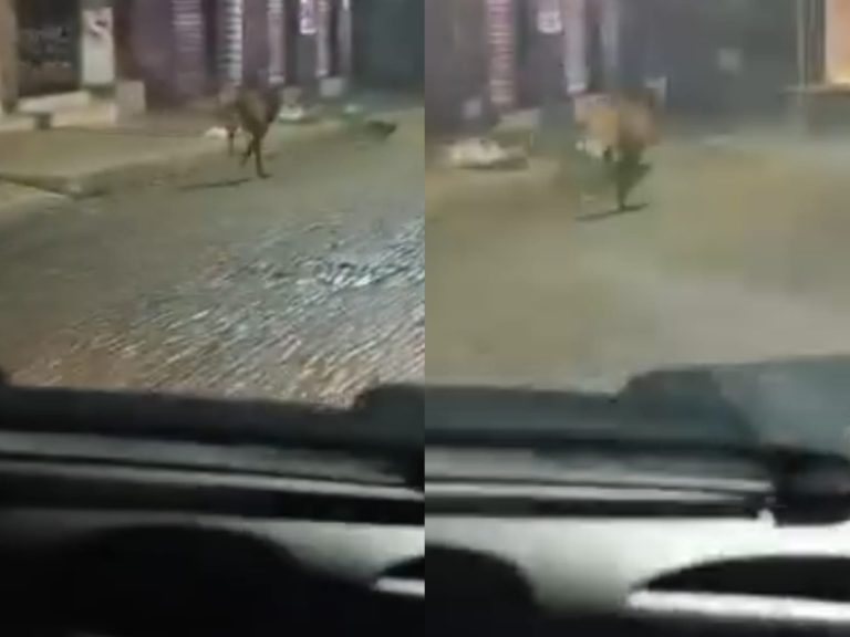 lobo-guará