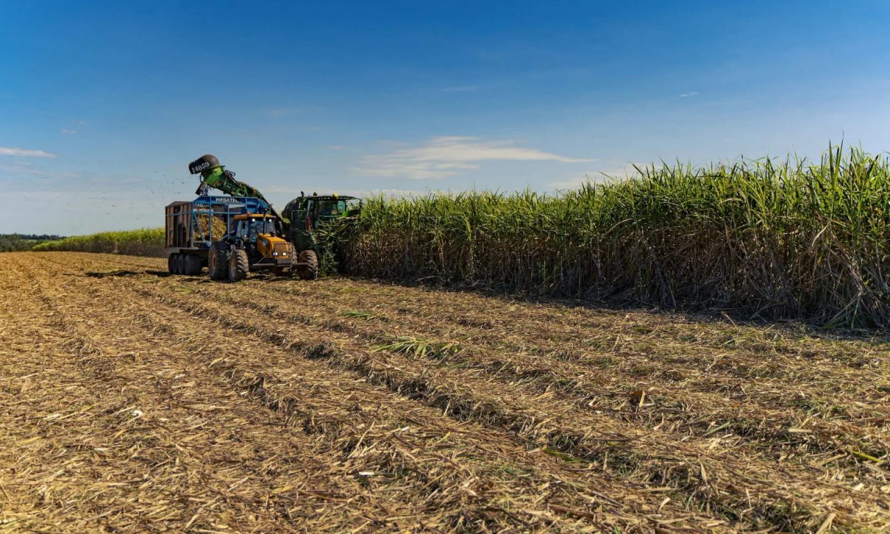 Imagem de cana sendo colhida para a produção de açúcar. (Foto: Divulgação)