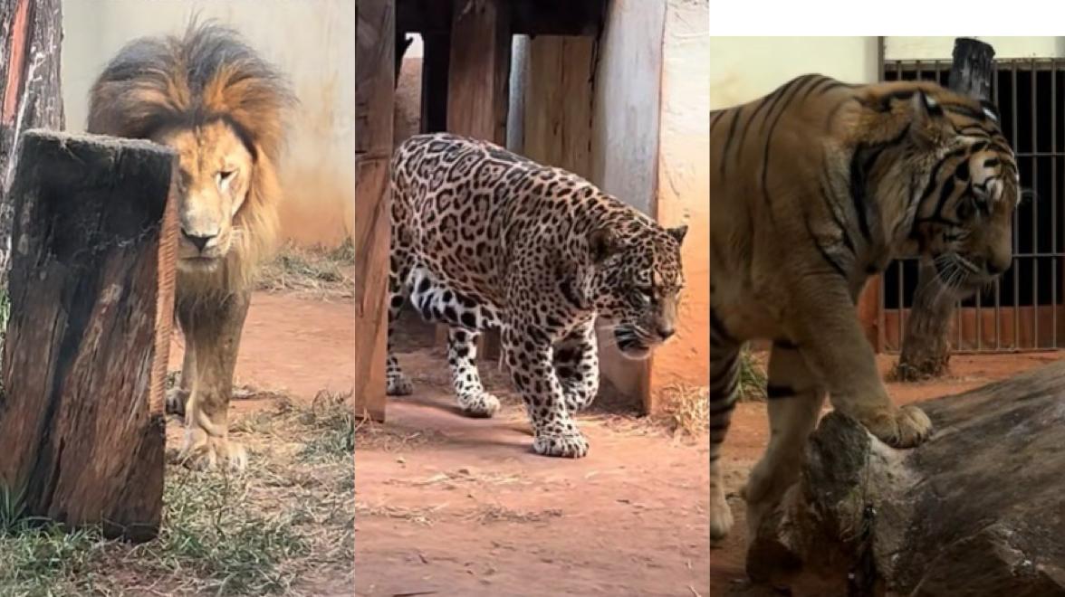 Prefeitura responde vídeo que viralizou ao mostrar situação de animais no Zoológico de Goiânia