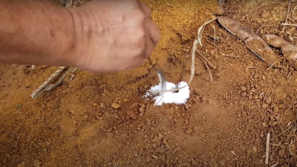 Técnica simples e eficaz para acabar com formigueiros em casa