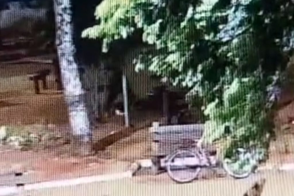 Imagens mostram homem sendo morto a pauladas em praça de Anápolis