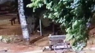 Imagens mostram homem sendo morto a pauladas em praça de Anápolis
