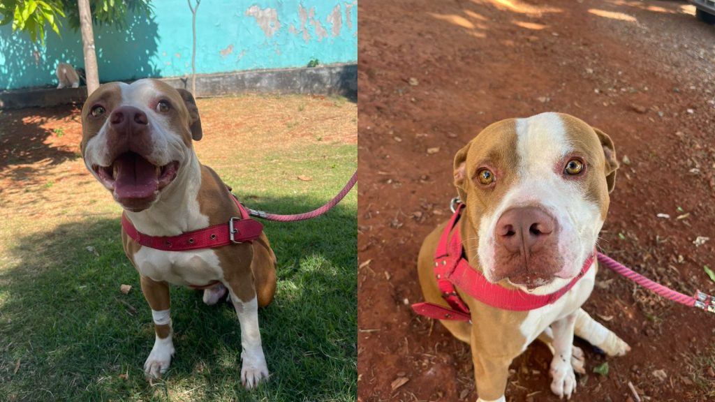 Pitbull que foi resgatado pelos bombeiros espera por novo lar. (Foto: Reprodução)