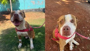 Pitbull que foi resgatado pelos bombeiros espera por novo lar. (Foto: Reprodução)