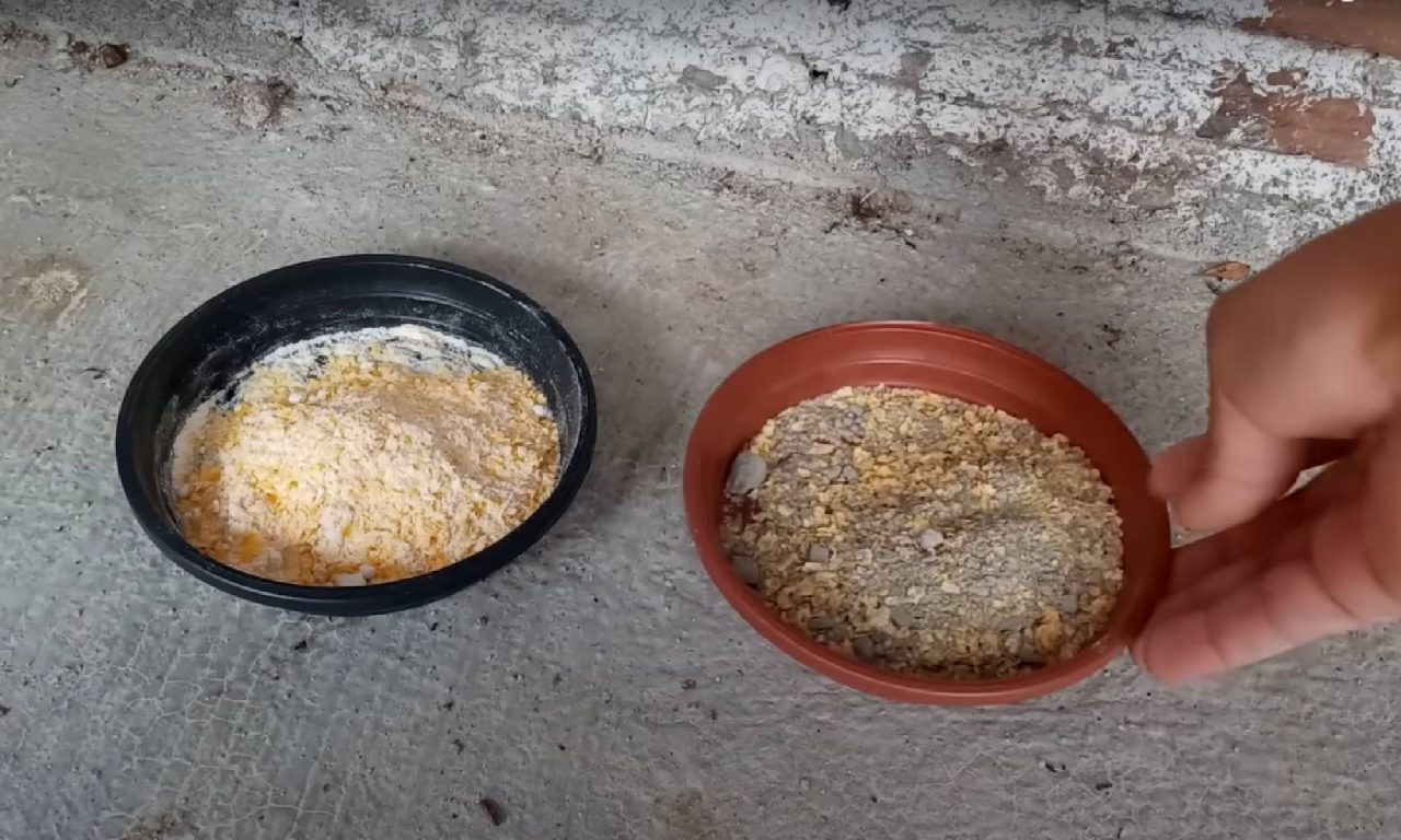 Truque para manter os ratos bem longe de casa (não precisa de veneno)