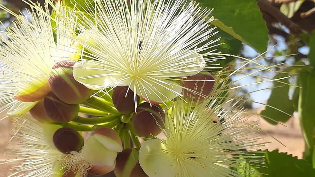6 espécies de plantas típicas do Cerrado que se destacam por sua beleza