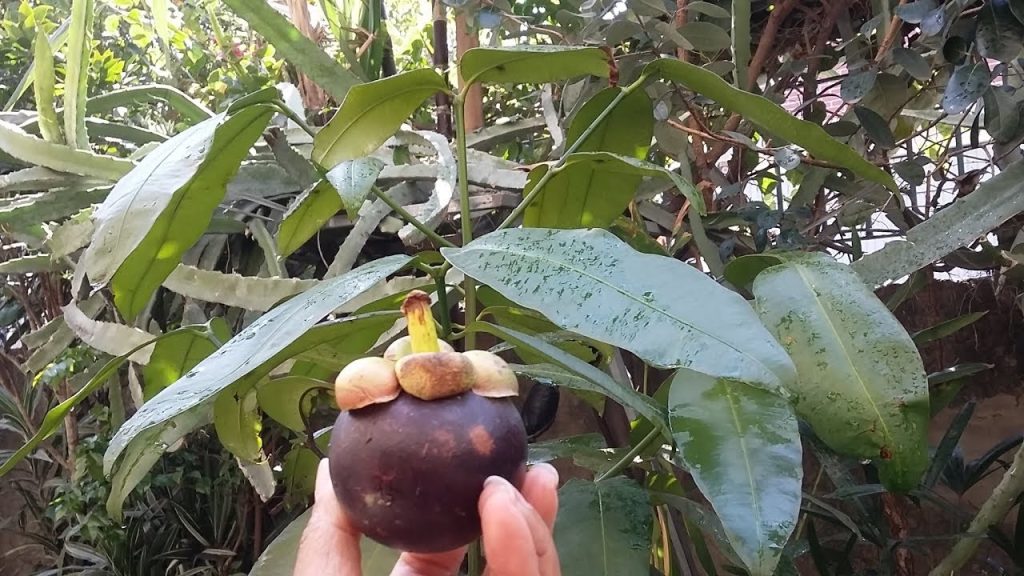 Não é pitaya, nem mirtilo: descubra qual é a fruta mais cara do Brasil