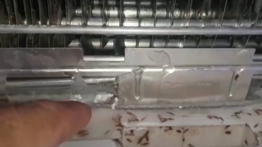 Descubra qual é o eletrodoméstico onde as baratas mais gostam de se esconder