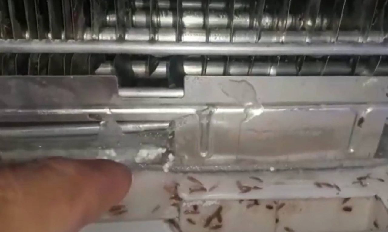 Descubra qual é o eletrodoméstico onde as baratas mais gostam de se esconder