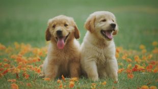 As 6 raças de cachorro mais bonitas do mundo