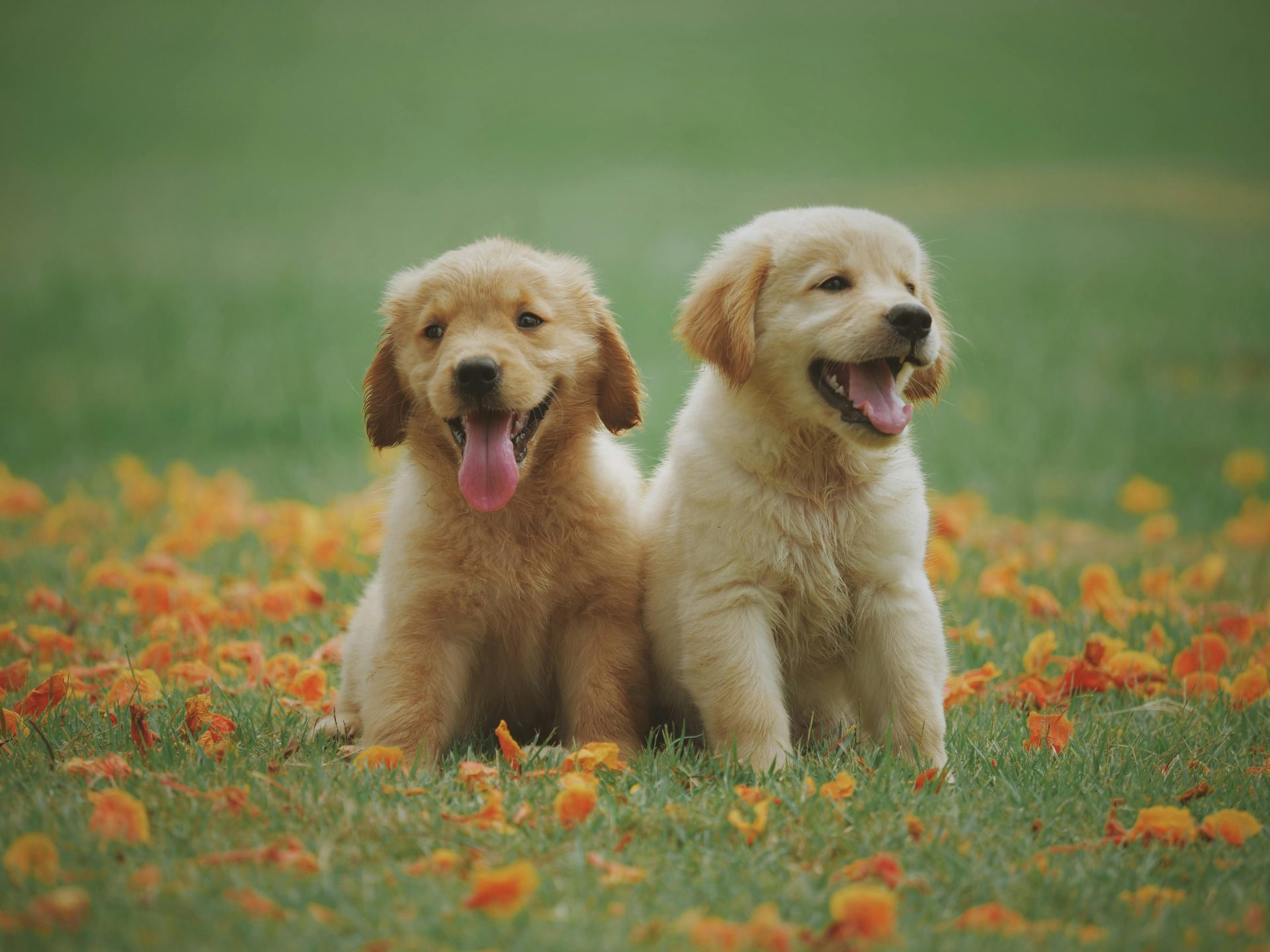 As 6 raças de cachorro mais bonitas do mundo