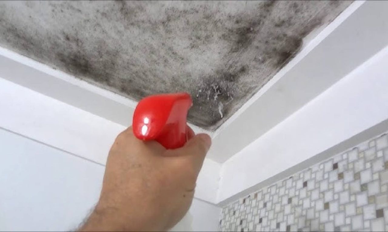 Dicas simples e baratas para se livrar do mofo no banheiro