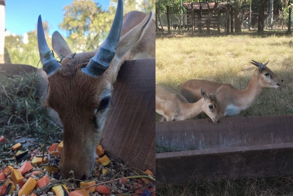 Zoológico de Goiânia recebe novas espécies