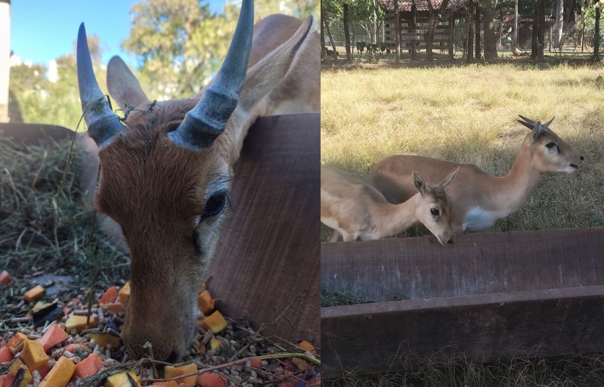 Zoológico de Goiânia recebe novas espécies