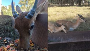 Zoológico de Goiânia recebe novas espécies
