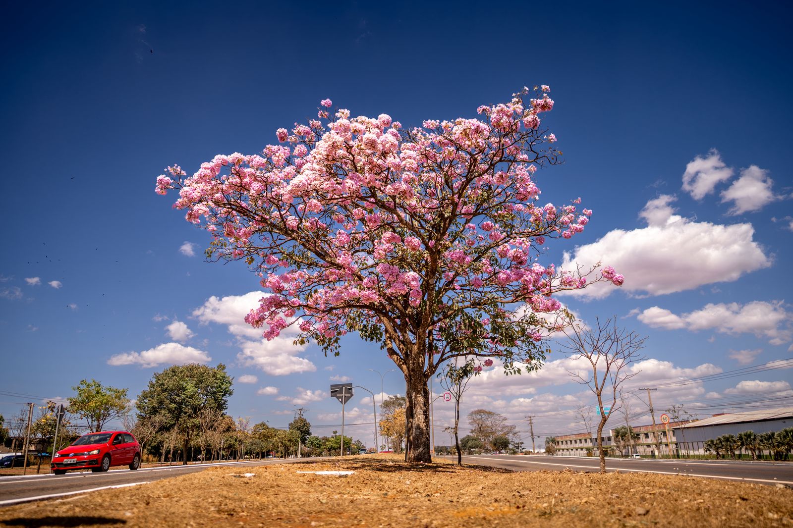 Ipês florescem e tornam Anápolis mais charmosa nesta época do ano