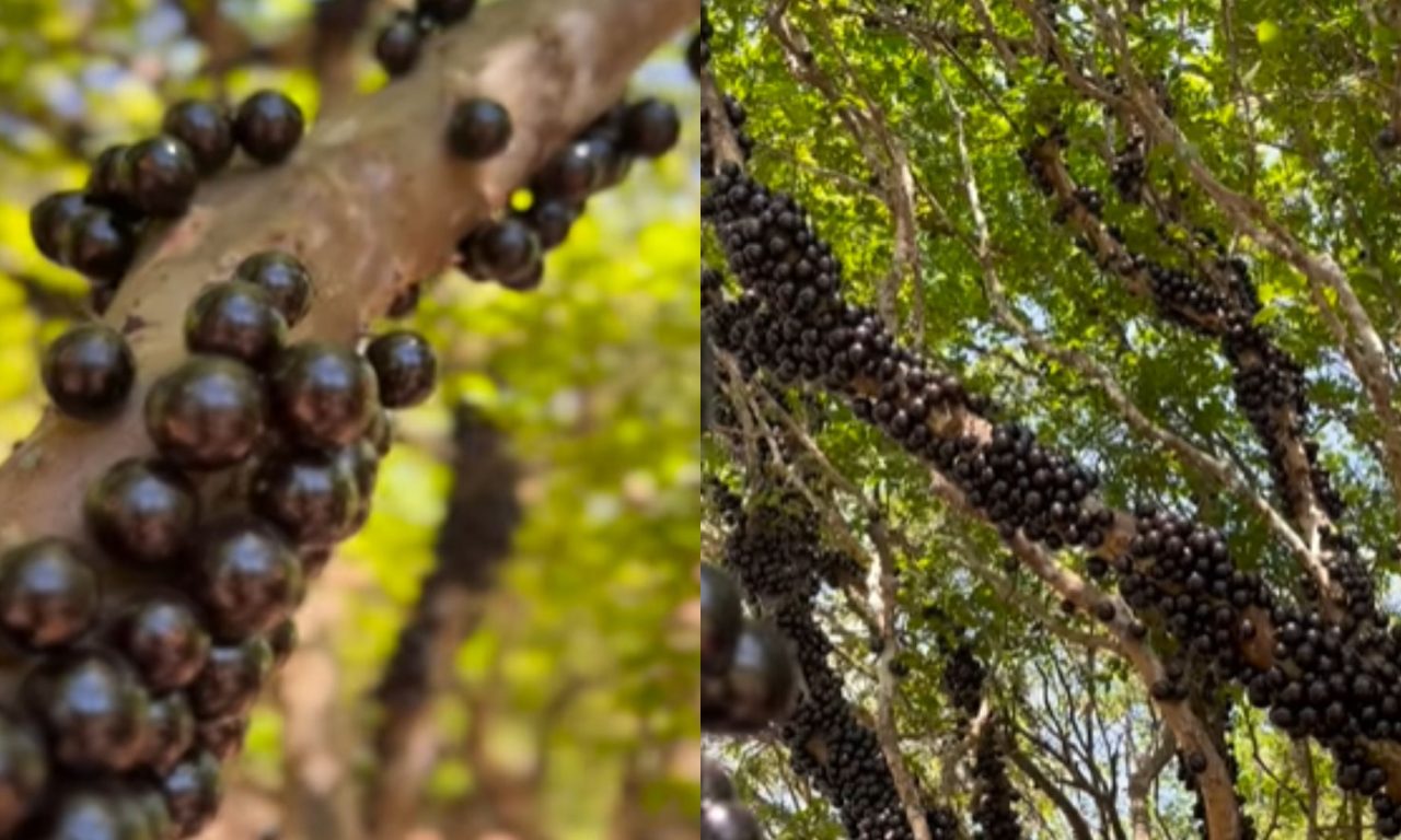 Fazenda Jabuticabal oferece "open bar" de jabuticaba durante o período de safra. (Foto: Reprodução/Redes Sociais)