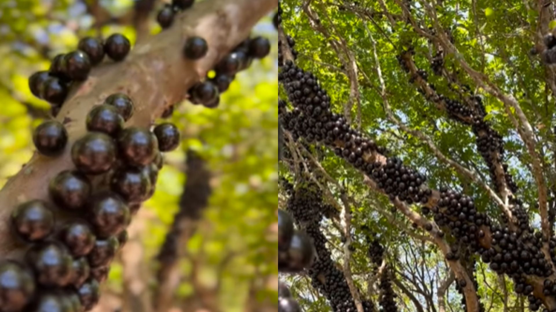 Fazenda Jabuticabal oferece "open bar" de jabuticaba durante o período de safra. (Foto: Reprodução/Redes Sociais)