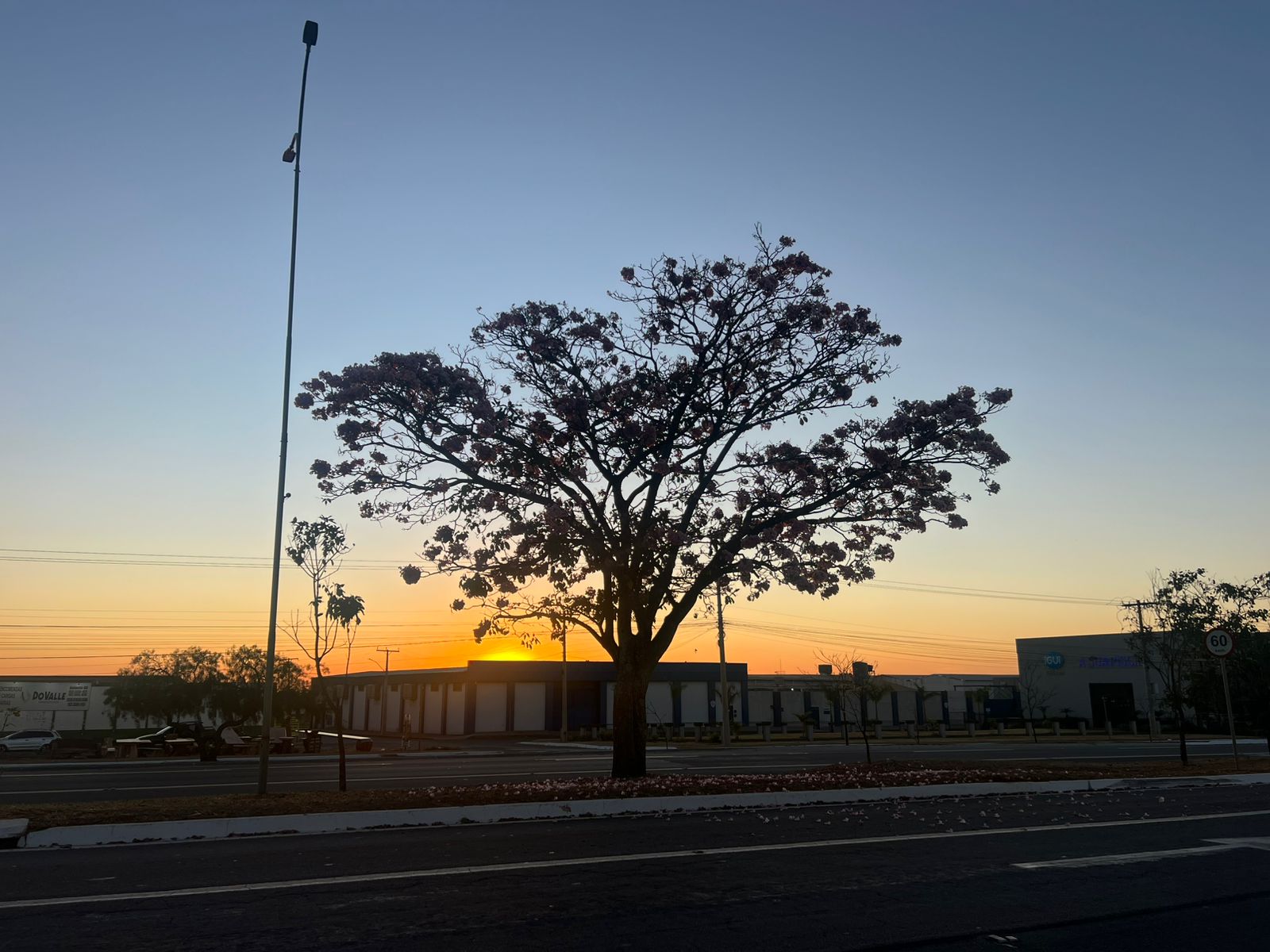 Pôr do sol e ipês em flor encantam na Avenida Brasil Sul