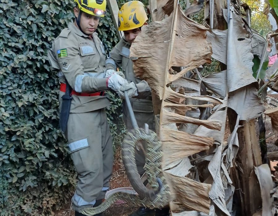 Morador de Anápolis se impressiona com cascavel encontrada em chácara: “olha o tamanho dessa danada”