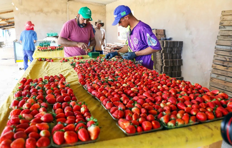 Conheça a região de Brasília conhecida como a terra do morango