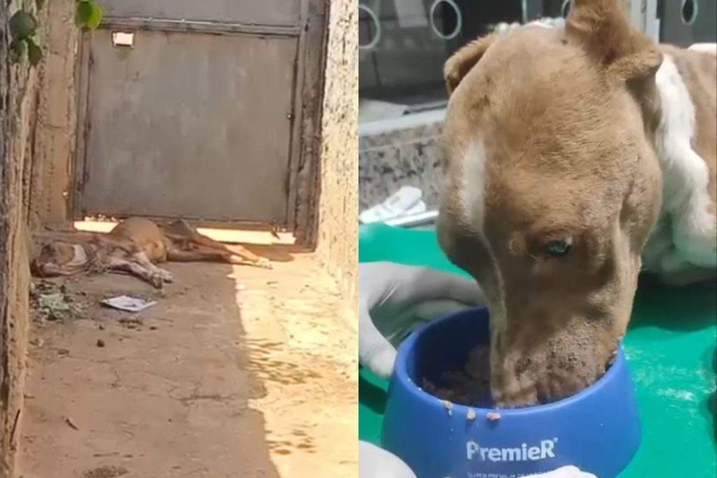 Cachorro é resgatado pela PM em Aparecida de Goiânia após ser encontrado em desnutrição grave