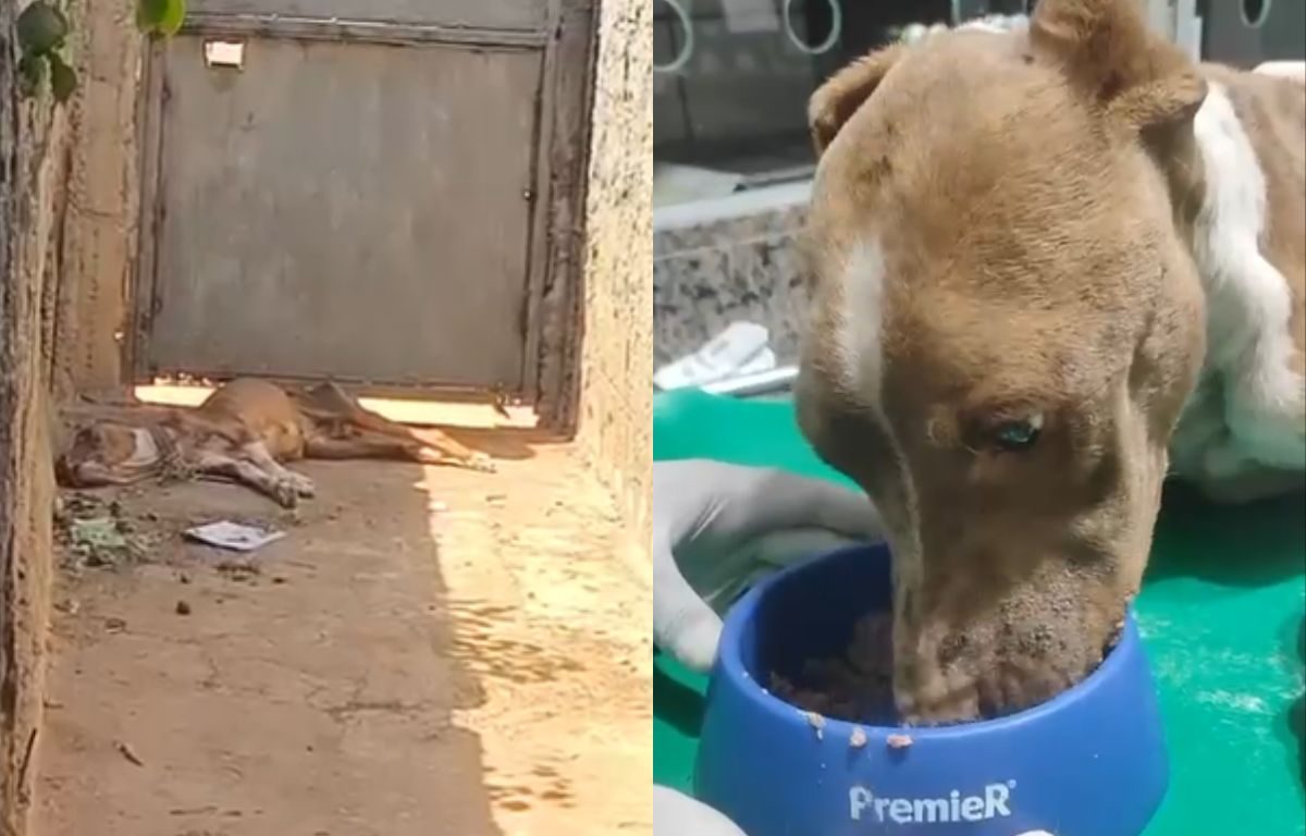 Cachorro é resgatado pela PM em Aparecida de Goiânia após ser encontrado em desnutrição grave