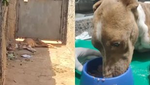 Cachorro é resgatado pela PM em Aparecida de Goiânia após ser encontrado em desnutrição grave