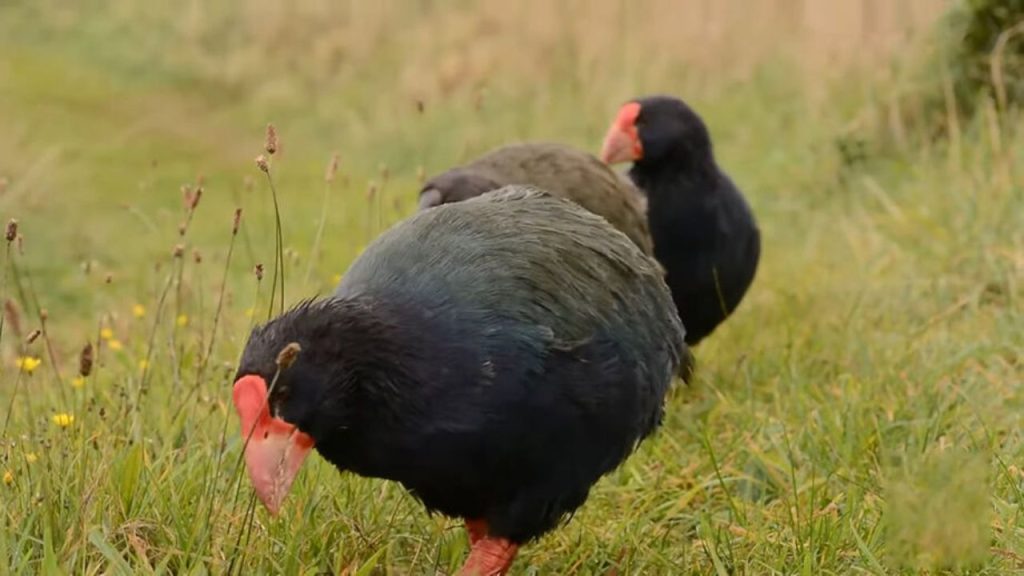 Ave extinta há mais de 100 anos reaparece e intriga cientistas