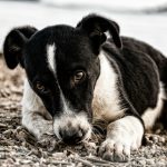 6 raças de cachorros que são as mais fiéis, segundo a medicina veterinária