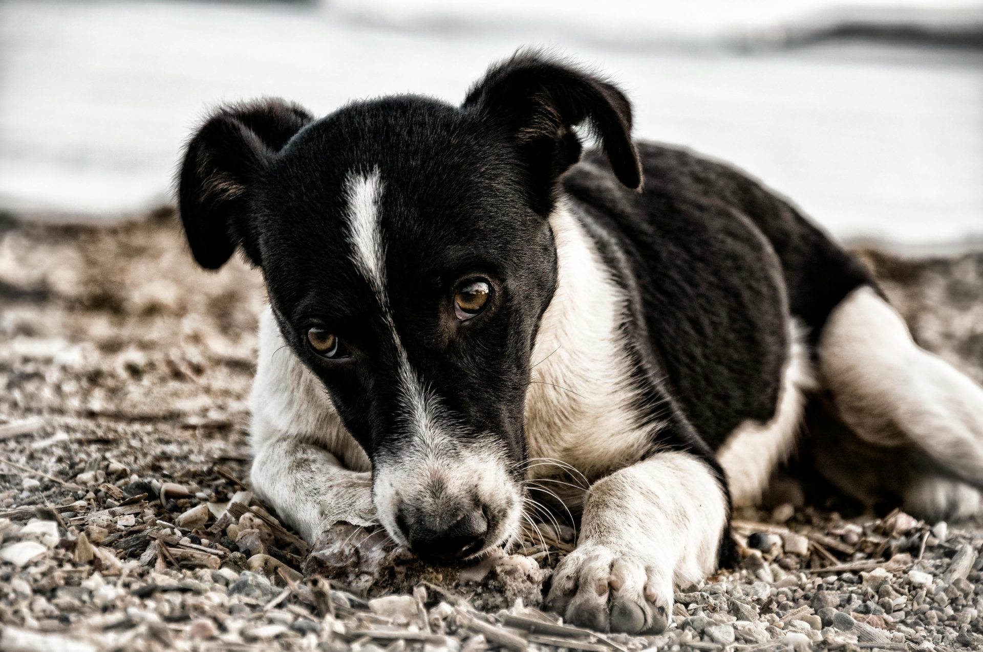 Quando você sai, seu cão sente como se fosse um luto